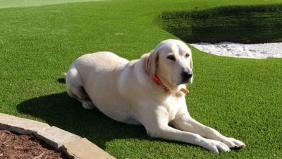 Artificial Grass Lawns for Pets & Kids in Atlanta